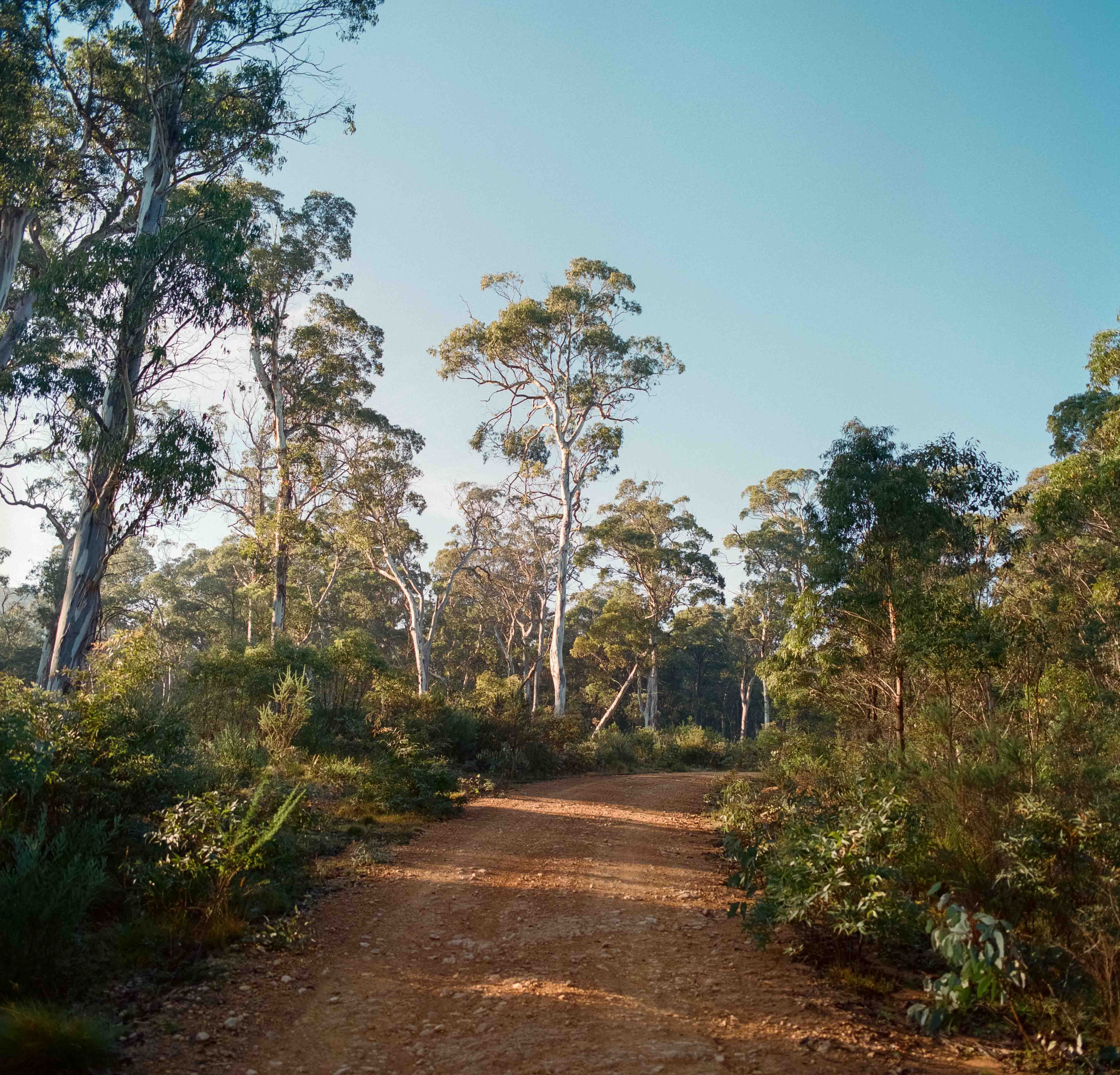 Australian Bush